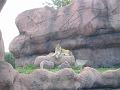 torontozoo-11